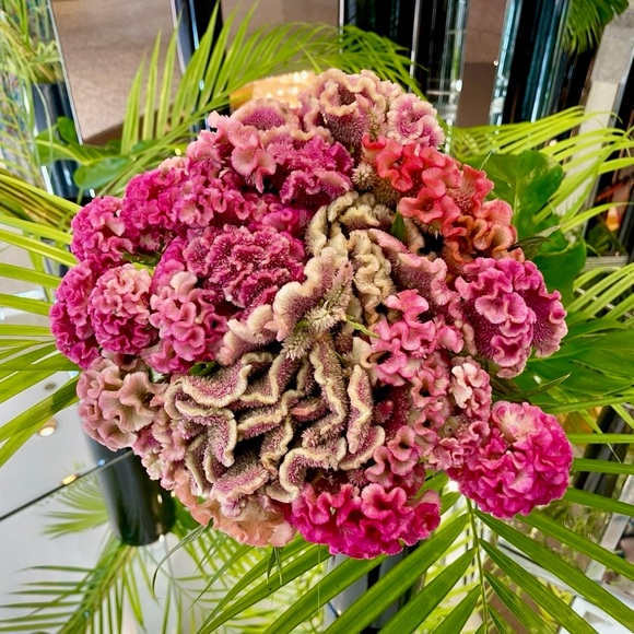 📣 Live Show Notification 📣 - Picture 2 of 7